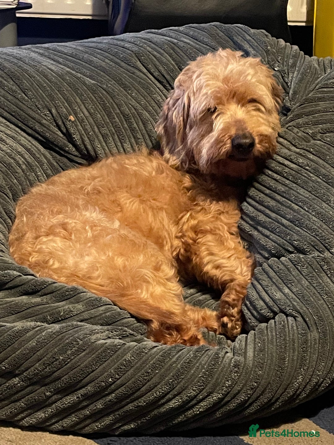 Cockapoo dogs for sale: Cookapoo  - Advert 1