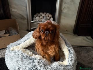 King Charles Spaniel dogs King Charles spaniel - Advert 1