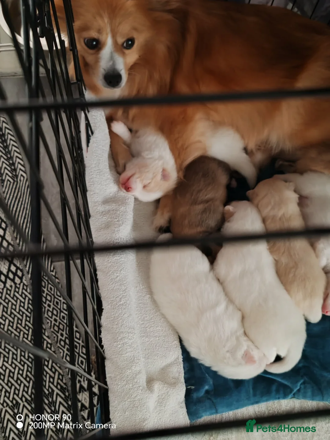 Pomeranian dogs for sale: Gorgeous and Fluffy Pomeranian puppies for SALE - Advert 2