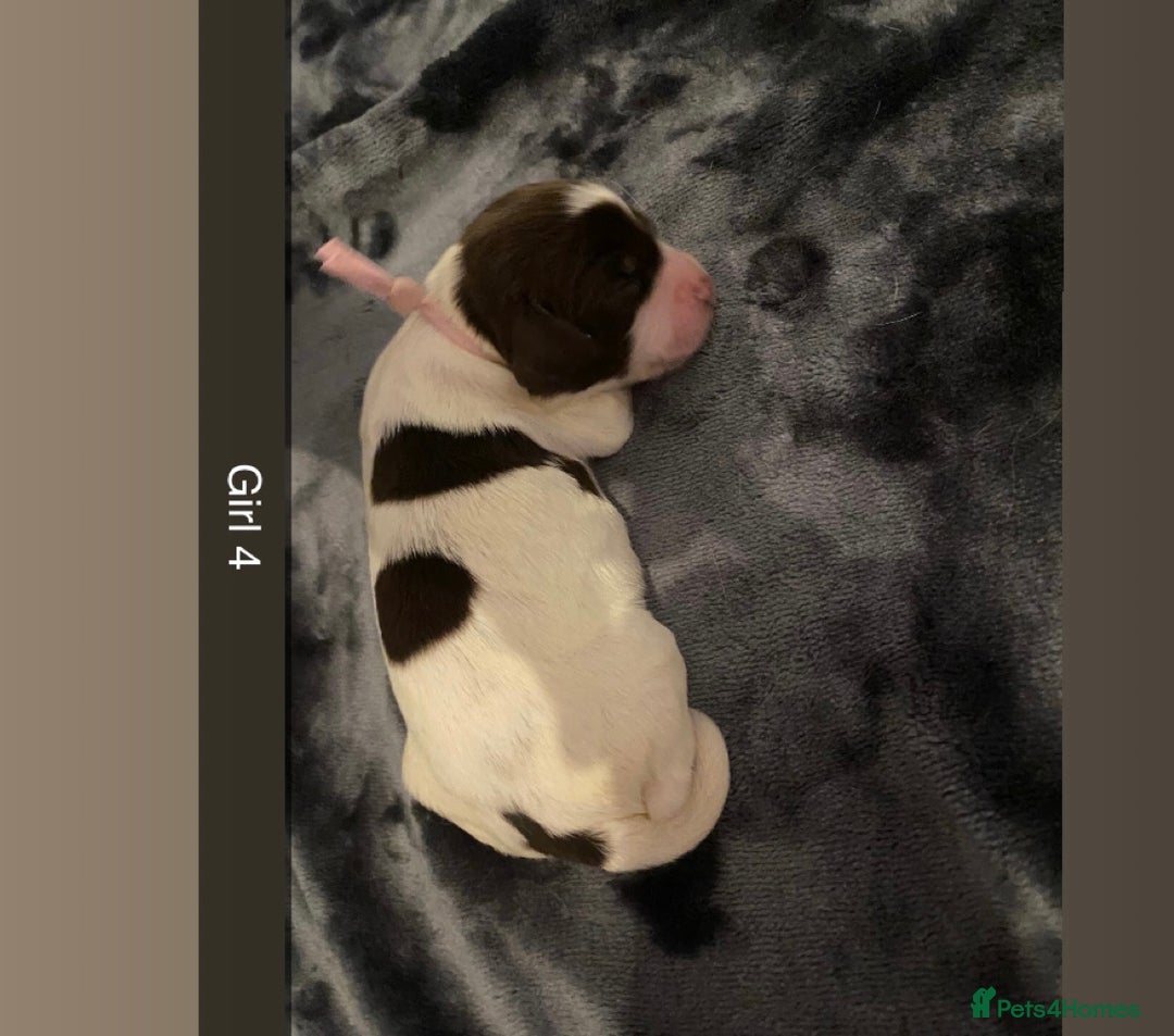 Cocker Spaniel dogs for sale: Working cocker spaniel puppies  - Advert 10