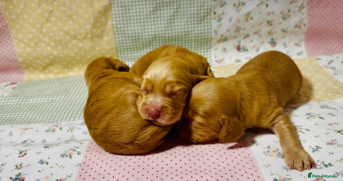 Cocker Spaniel dogs 💕1 remaining Show cockerspaniel baby’s💕 - Advert 16