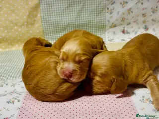 Cocker Spaniel dogs 💕1 remaining Show cockerspaniel baby’s💕 - Advert 16