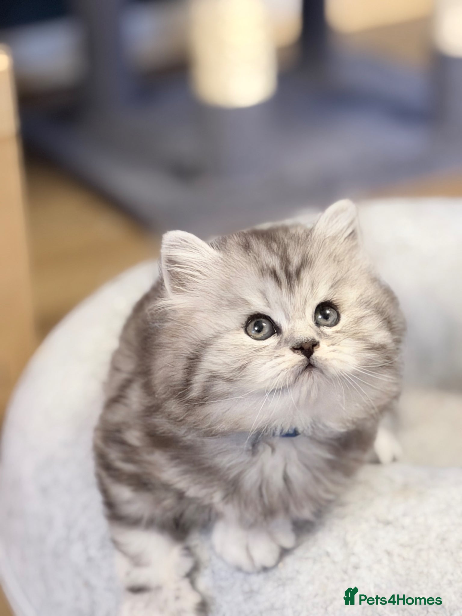 British Longhair cats for sale: RARE GCCF reg PKD Clear BLH Silver Tabby Kittens - Advert 9