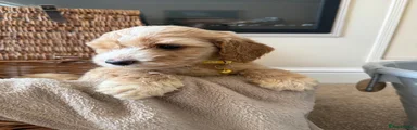 Yellow Cockapoo Boy
