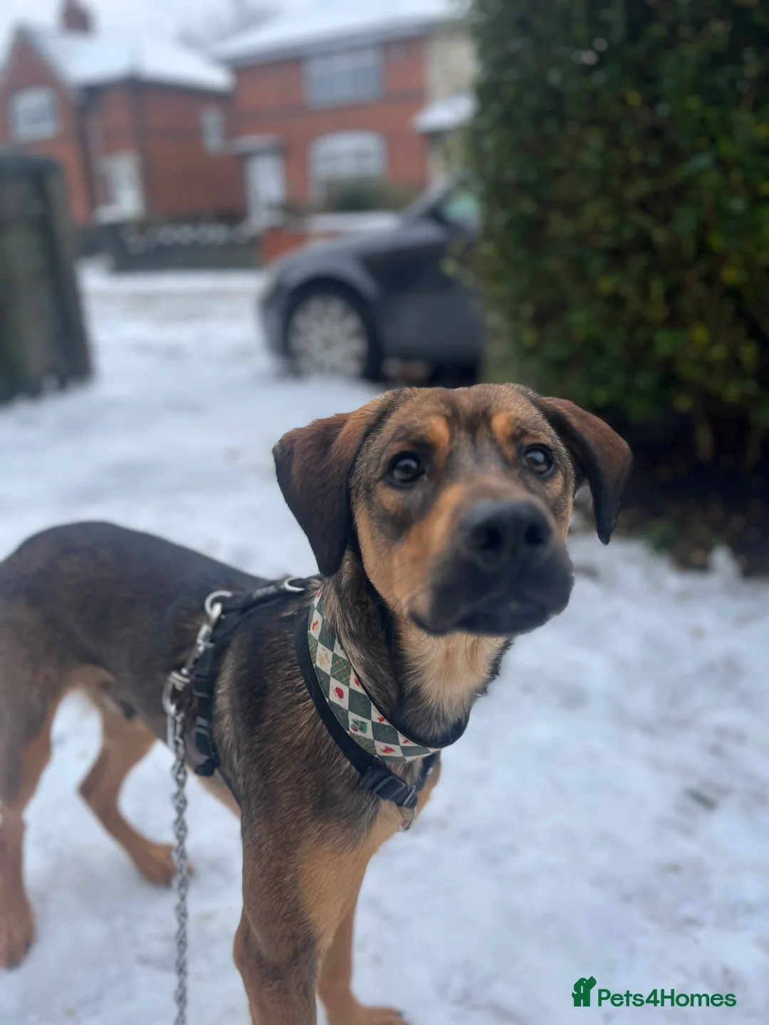 Mixed Breed dogs for sale: Shollie cross spaniel  - Advert 8