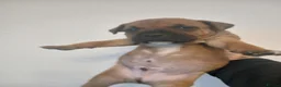 Staffordshire Bull Terrier dogs for sale:  red staffordshire bullterrier puppies 🐶  - Advert 12