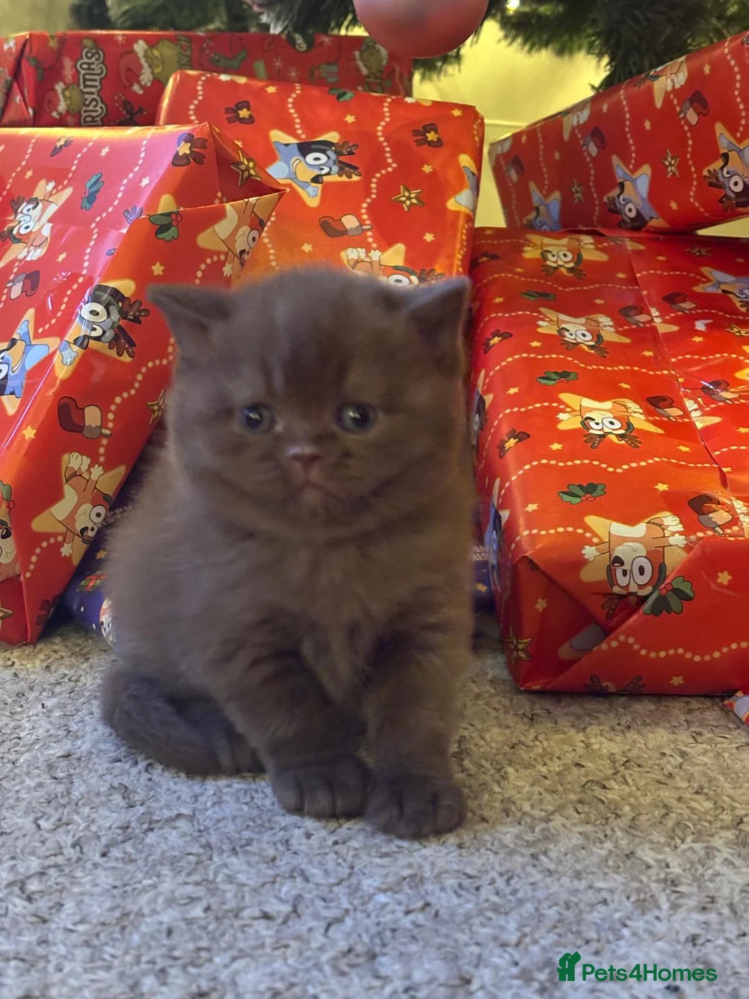 British Shorthair cats for sale: 2 GCCF female British short hair kittens  - Advert 11