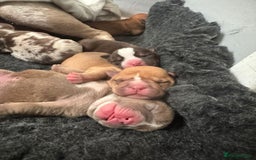 Mixed Breed dogs for sale: Bullpei puppies  - Image 9