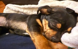 Mixed Breed dogs for sale: Jack Chi (named Loki)  - Advert 3