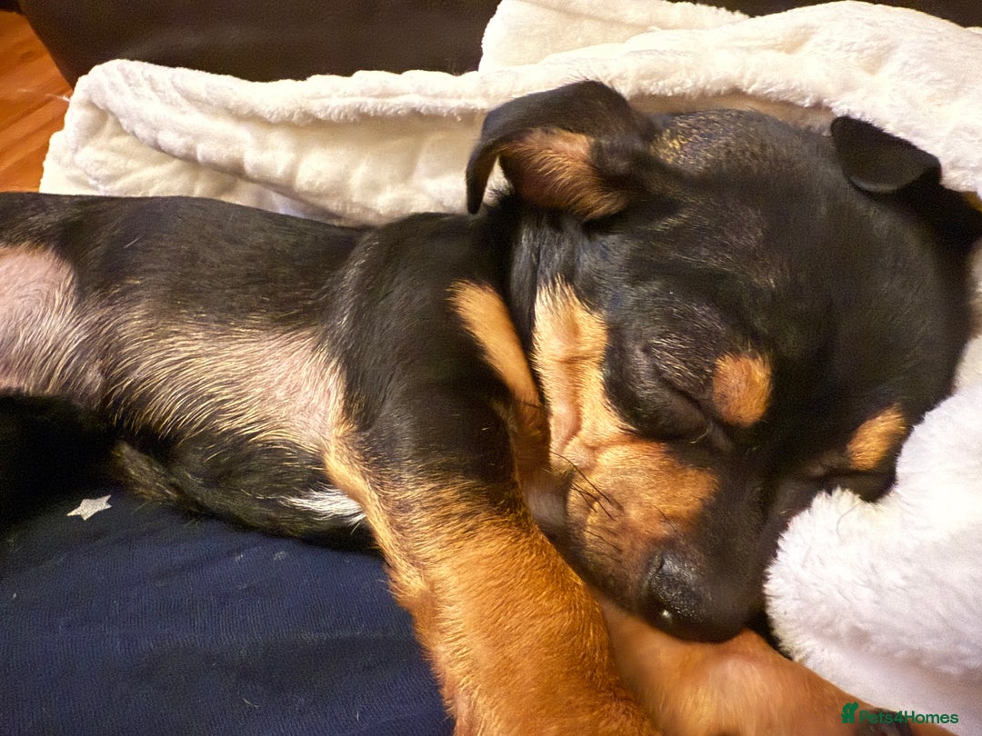 Mixed Breed dogs for sale: Jack Chi (named Loki)  - Advert 3