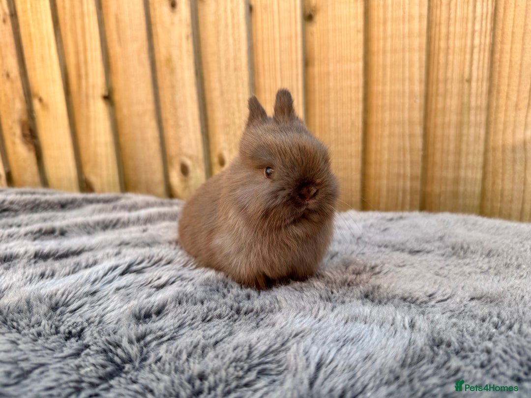 Netherland Dwarf rabbits for sale: Netherland Dwarf Rabbits  - Image 6