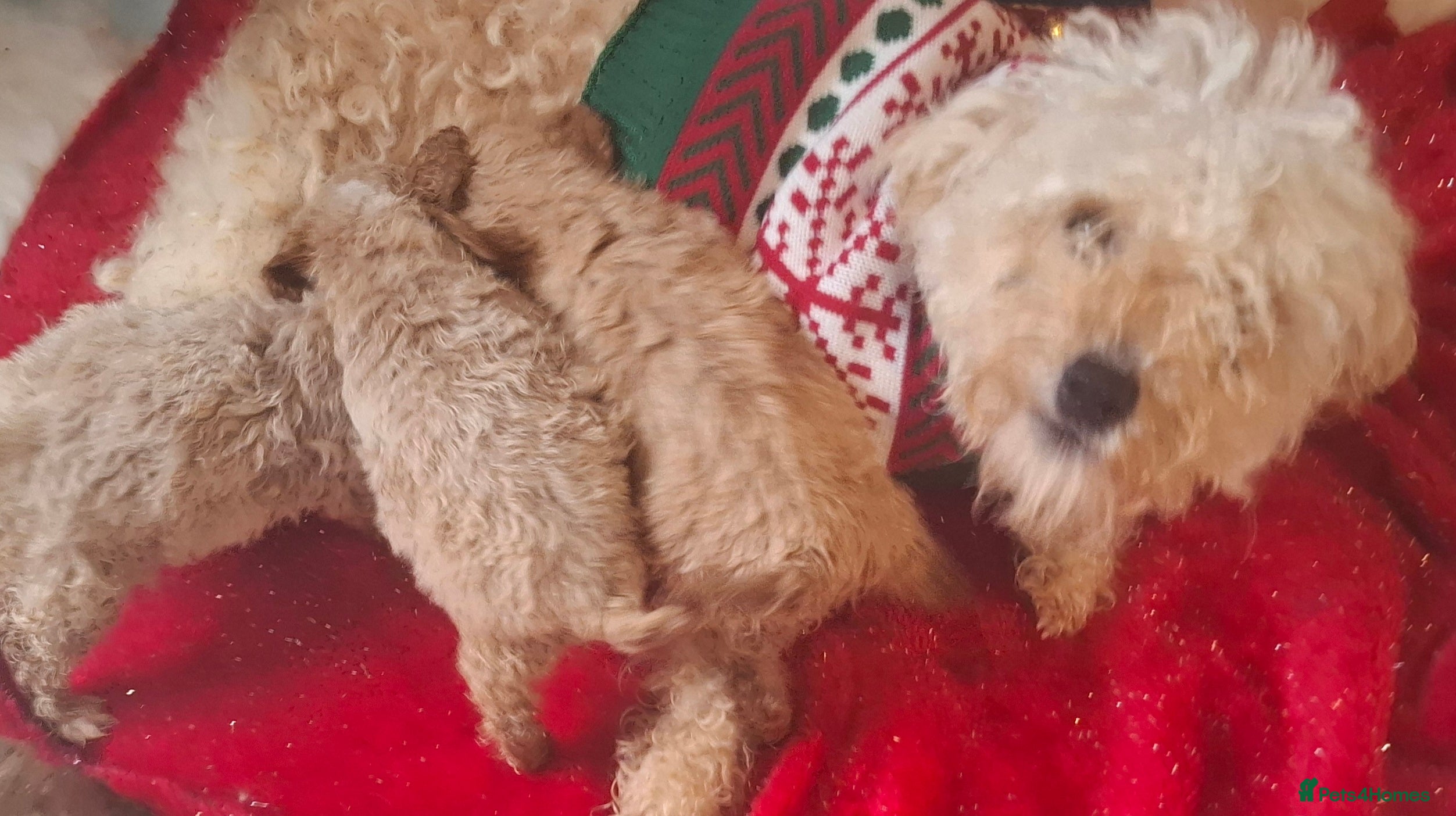 Cavapoo dogs Cavapoo puppies 🐶 beautiful 😍  - Advert 14