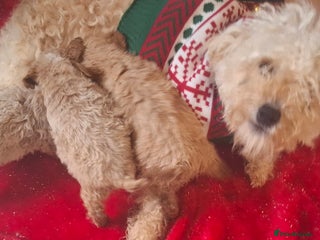 Cavapoo dogs Cavapoo puppies 🐶 - Advert 2