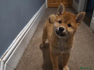 Japanese Shiba Inu dogs Puppy Shiba inu female - Advert 5