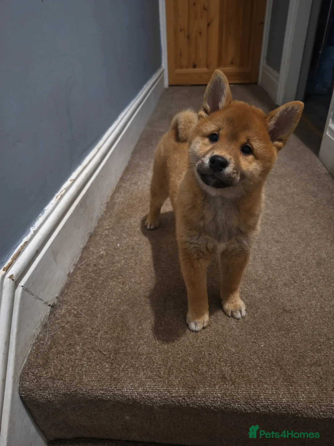 Japanese Shiba Inu dogs for sale: Puppy Shiba inu female - Advert 7