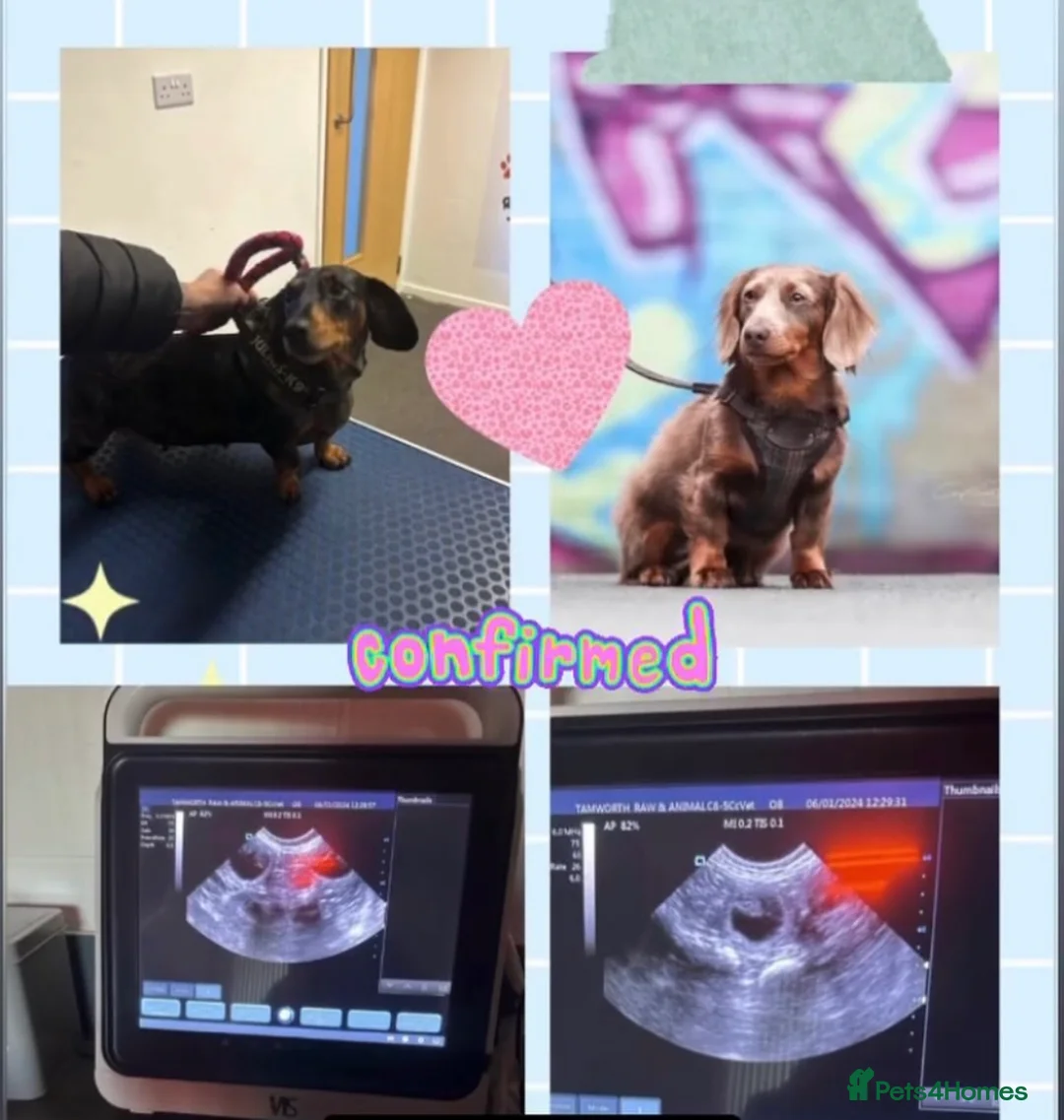 Miniature Dachshund dogs for stud: KC registered fully health tested stud  in Birmingham - Advert 6