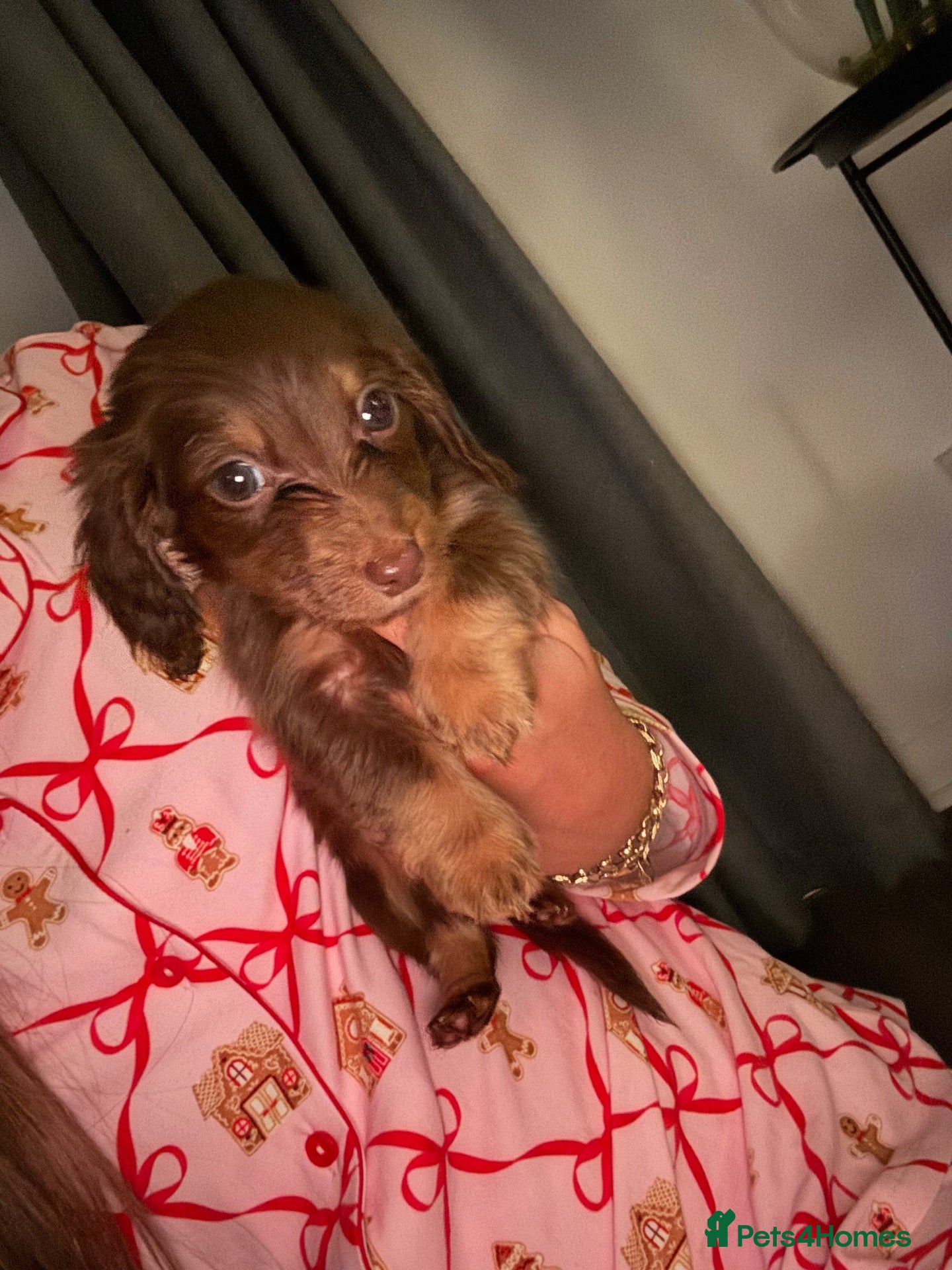 Miniature Dachshund dogs Fluffy miniature dachshund ONE LEFT - Advert 1