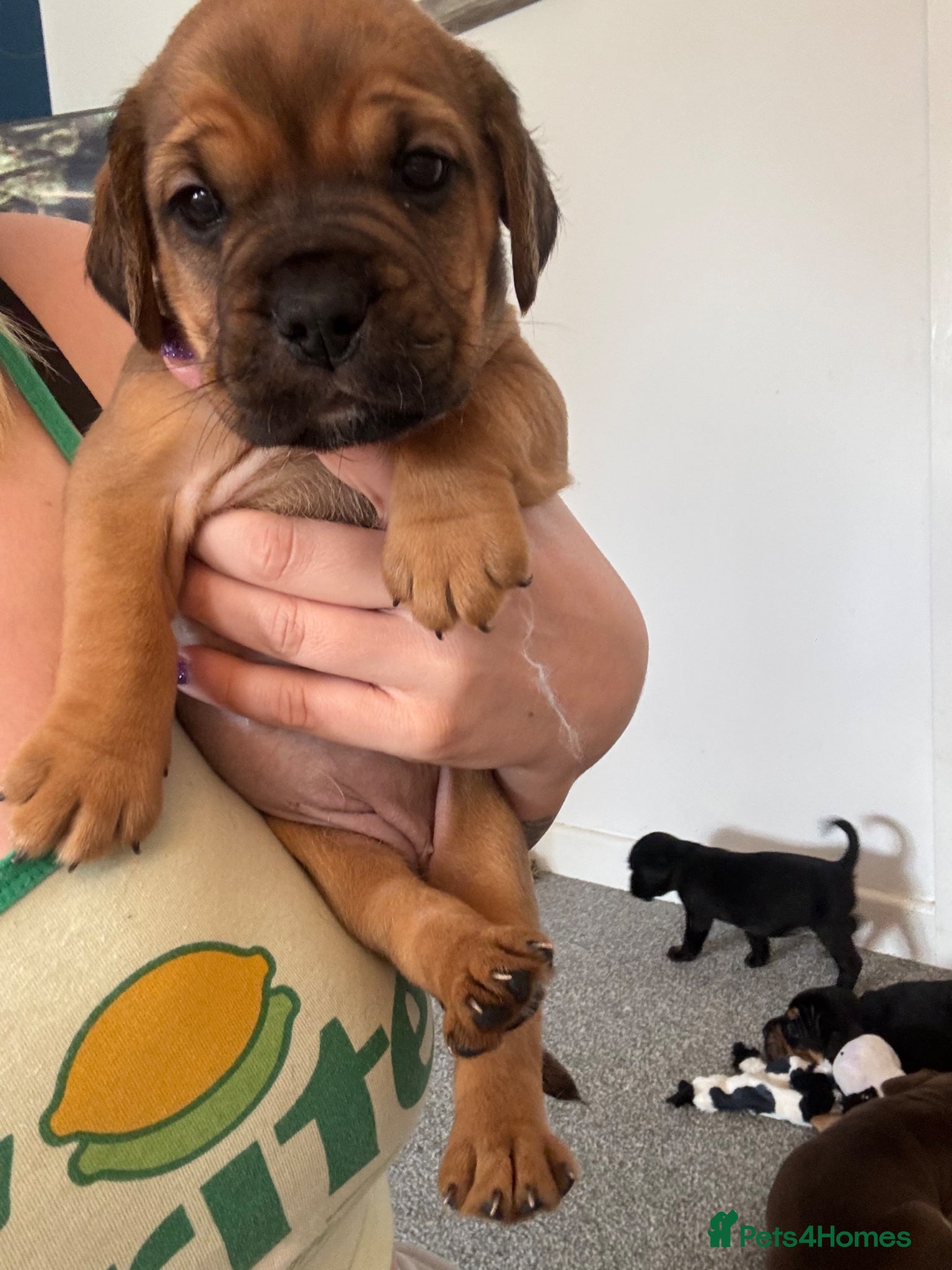 Mixed Breed dogs Cockerbull puppies born 16th March  - Advert 2