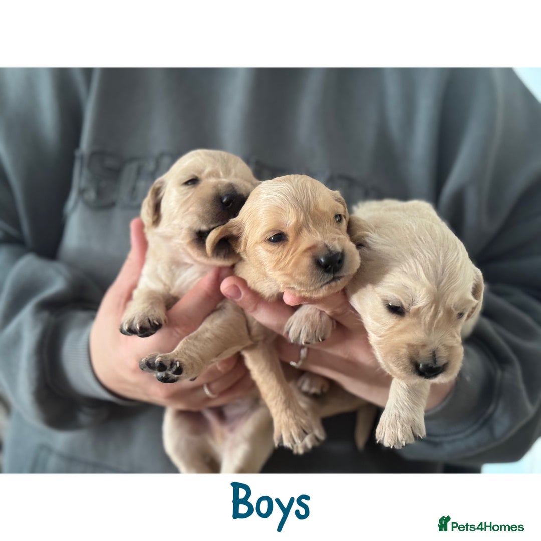 Golden Retriever dogs for sale: Stunning Showline Golden Retrievers 🐾  - Image 6