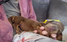 Miniature Dachshund dogs for sale: Female miniature dachshund  - Image 5
