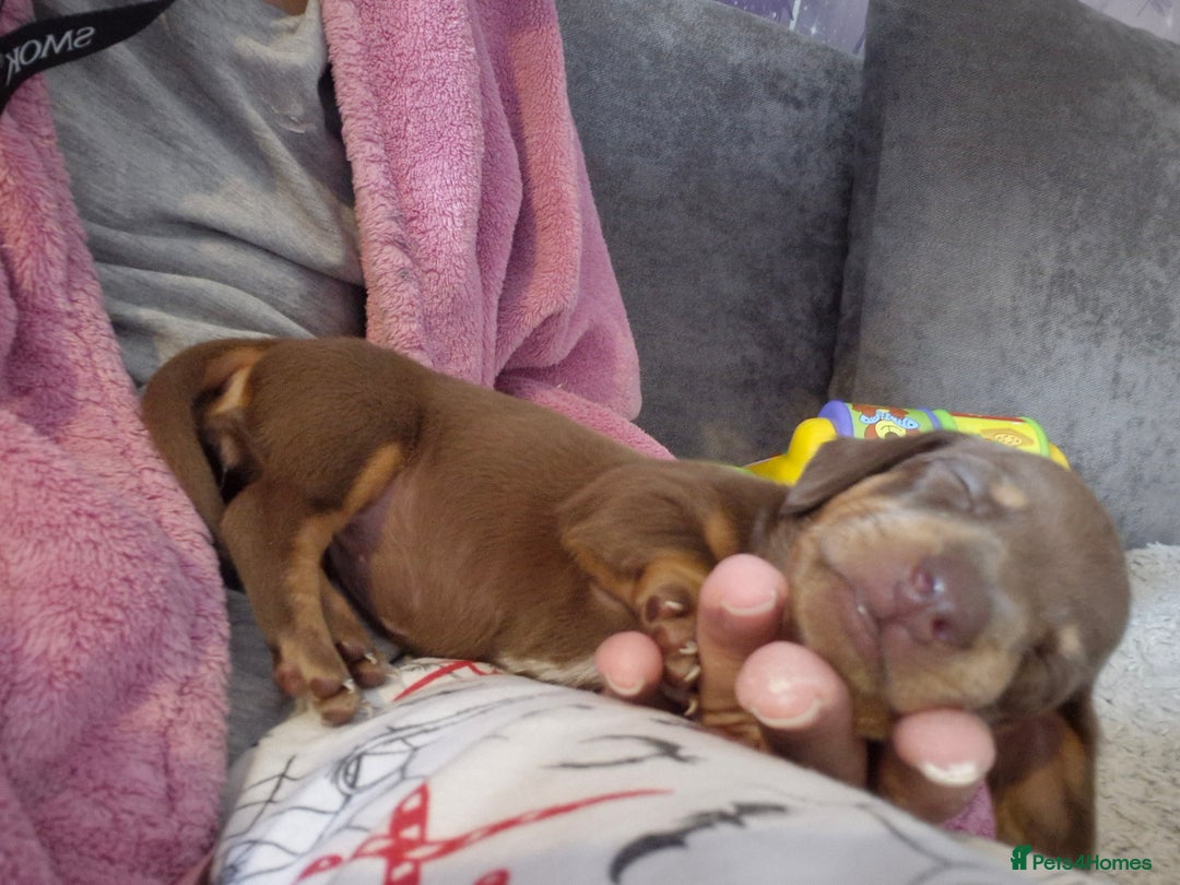 Miniature Dachshund dogs for sale: Female miniature dachshund  - Image 5
