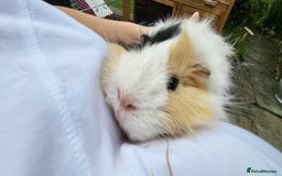 Guinea Pig rodents for sale: Male Guinea Pig - Image 5