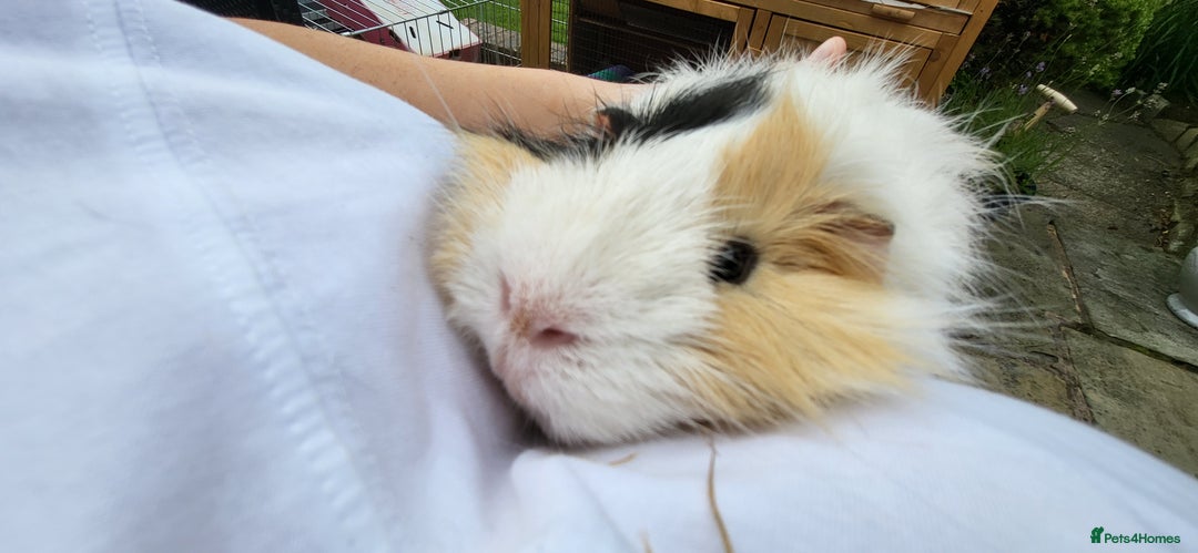 Guinea Pig rodents for sale: Male Guinea Pig - Image 5