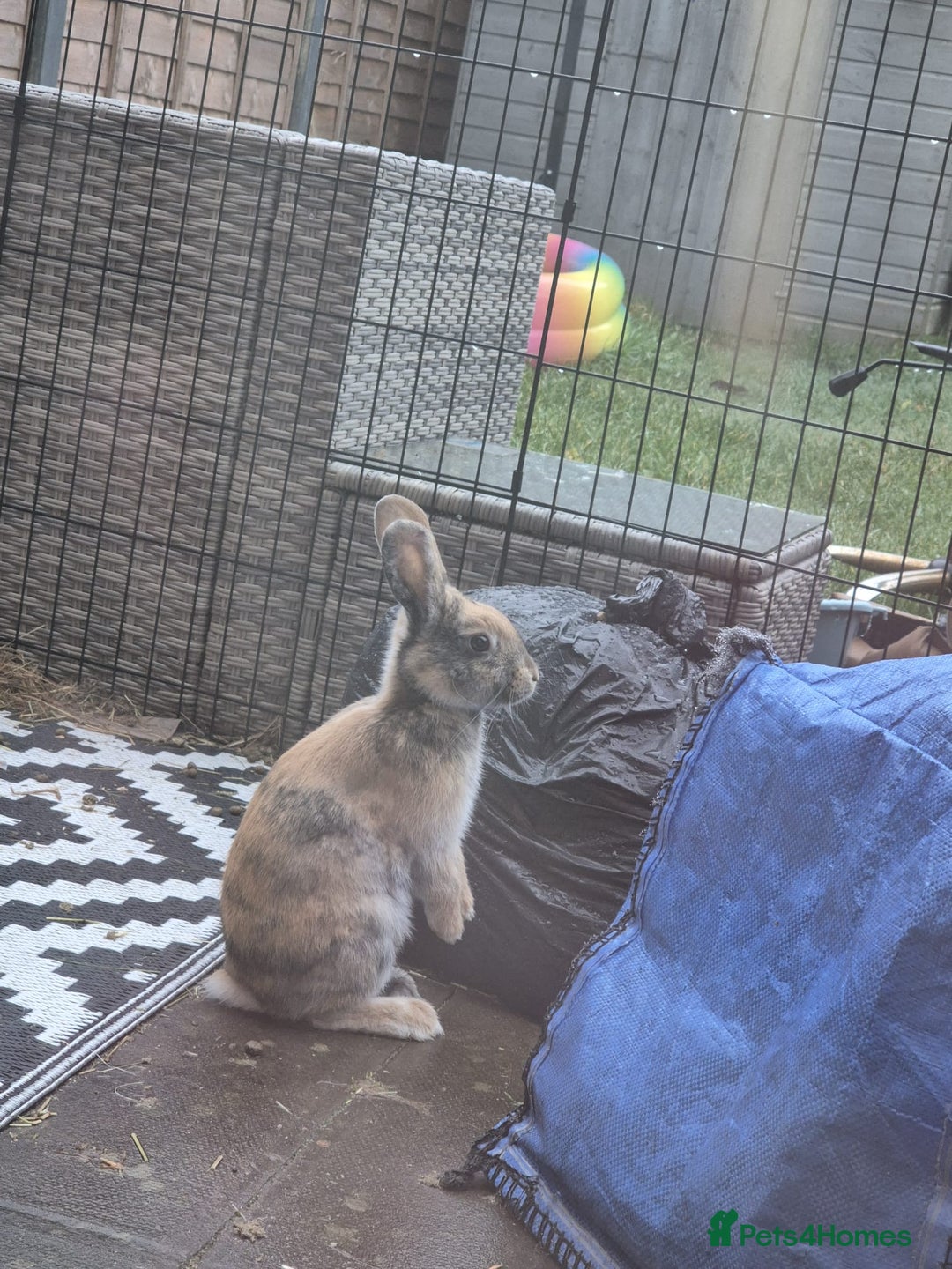 Mixed Breed rabbits for sale: 2 rabbits  - Advert 3