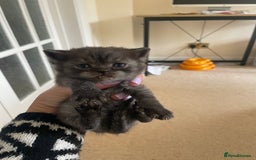 British Shorthair cats for sale: GCCF reg silver British Shorthaired kittens  - Image 18