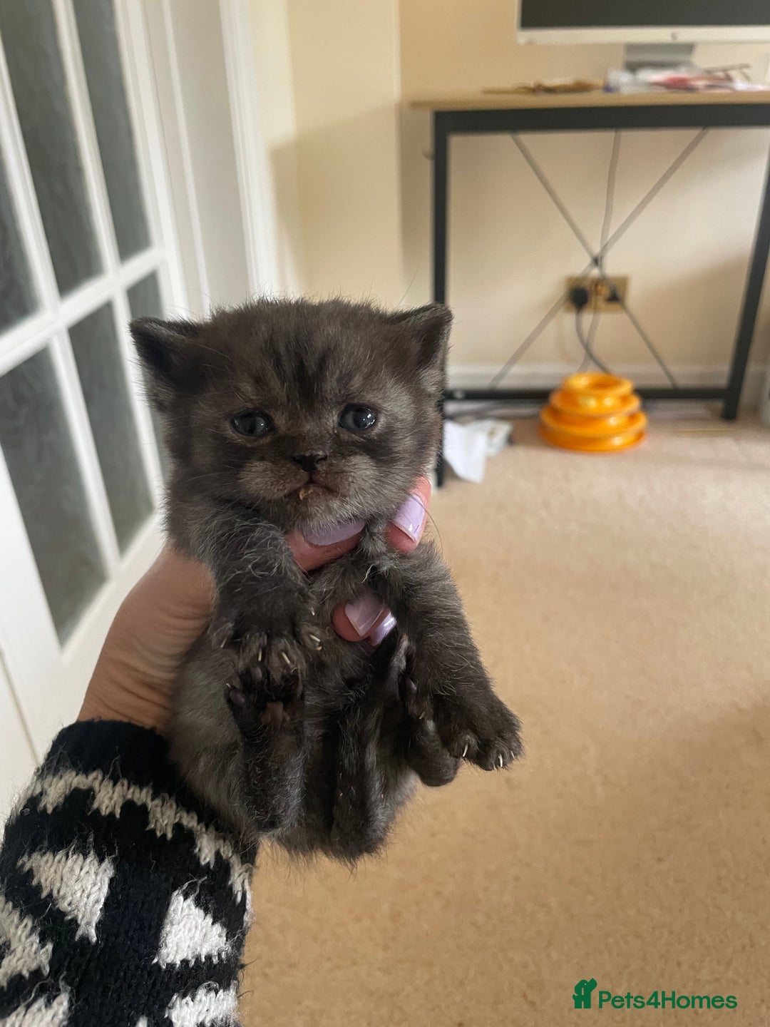 British Shorthair cats for sale: GCCF reg silver British Shorthaired kittens  - Image 18