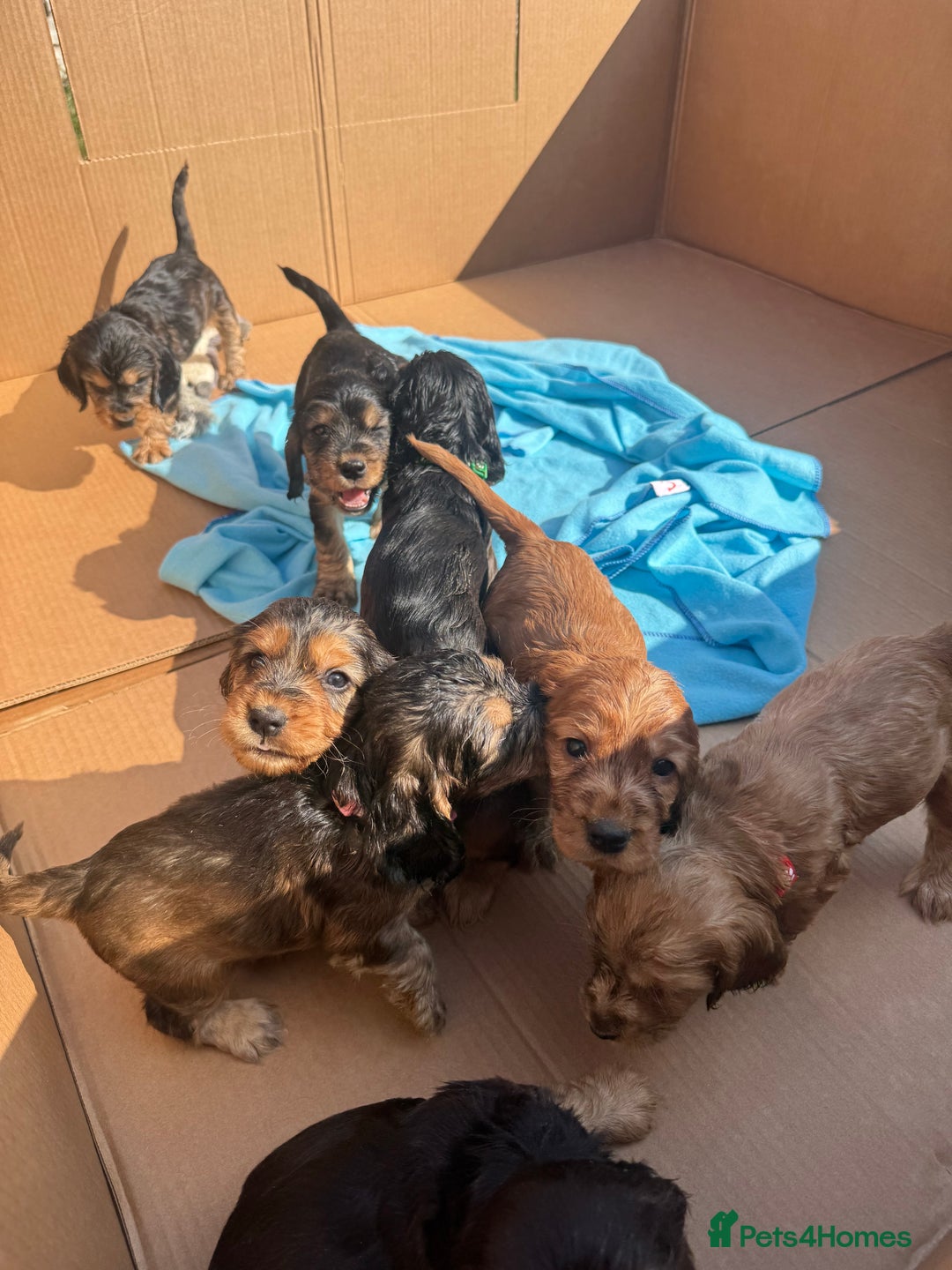 Cocker Spaniel dogs for sale: Beautiful show and working cockers - Image 13