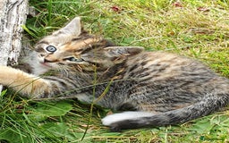 Mixed Breed cats for sale: Adventurous Kittens - Image 10