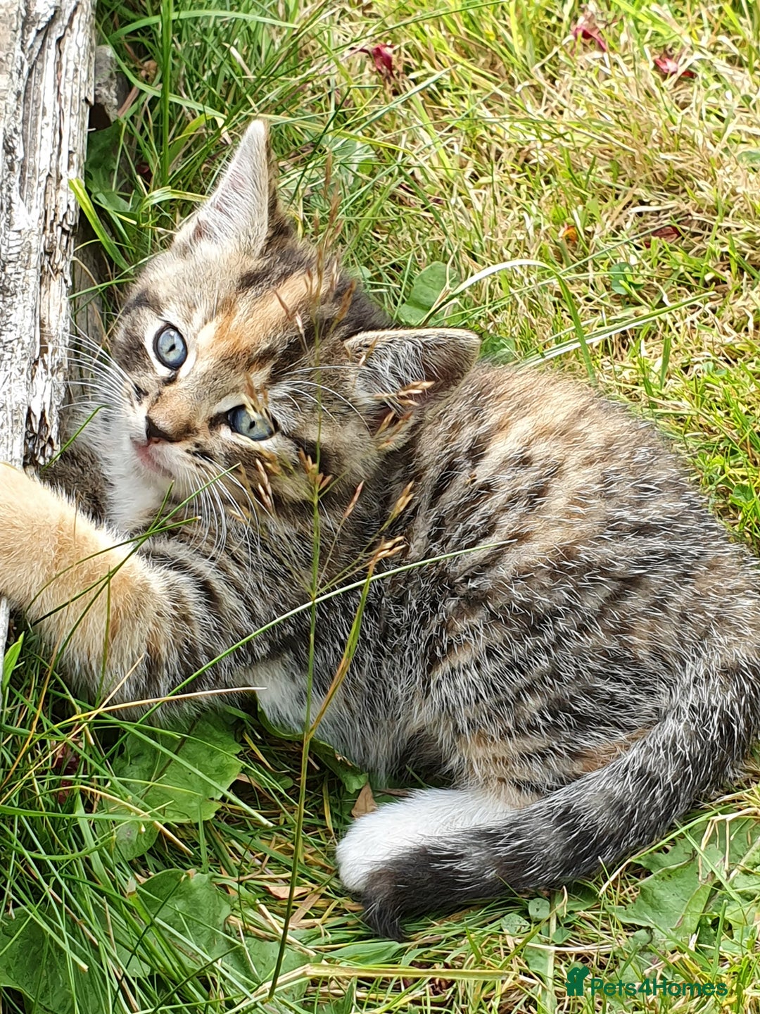 Mixed Breed cats for sale: Adventurous Kittens - Image 10