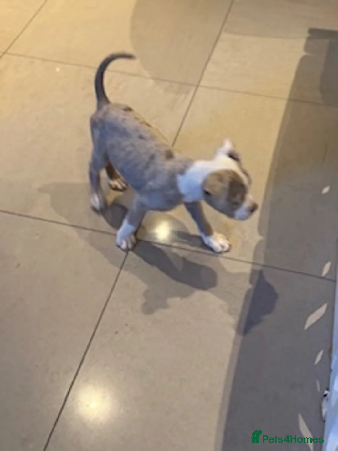 Old Tyme Bulldog dogs for sale: Olde English Fluffy bulldog puppies - Advert 17