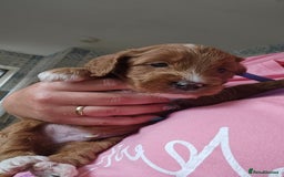 Cockapoo dogs for sale: Beautiful PRA F1B puppies - Image 25
