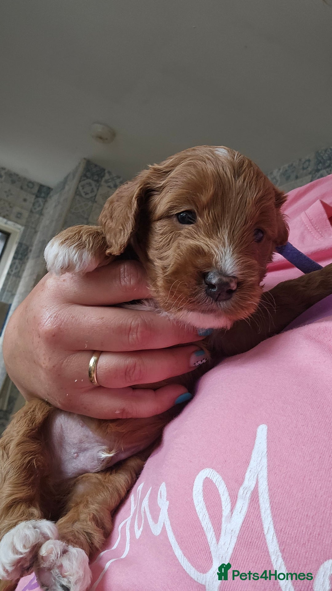 Cockapoo dogs for sale: Beautiful PRA F1B puppies - Image 25