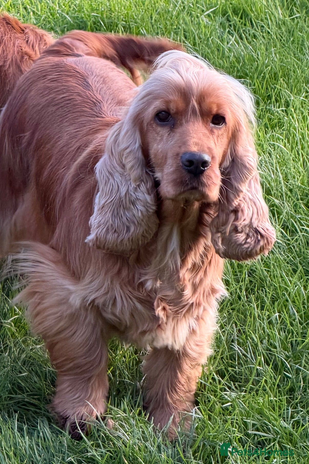 Cocker Spaniel dogs Retired and spade  - Advert 1