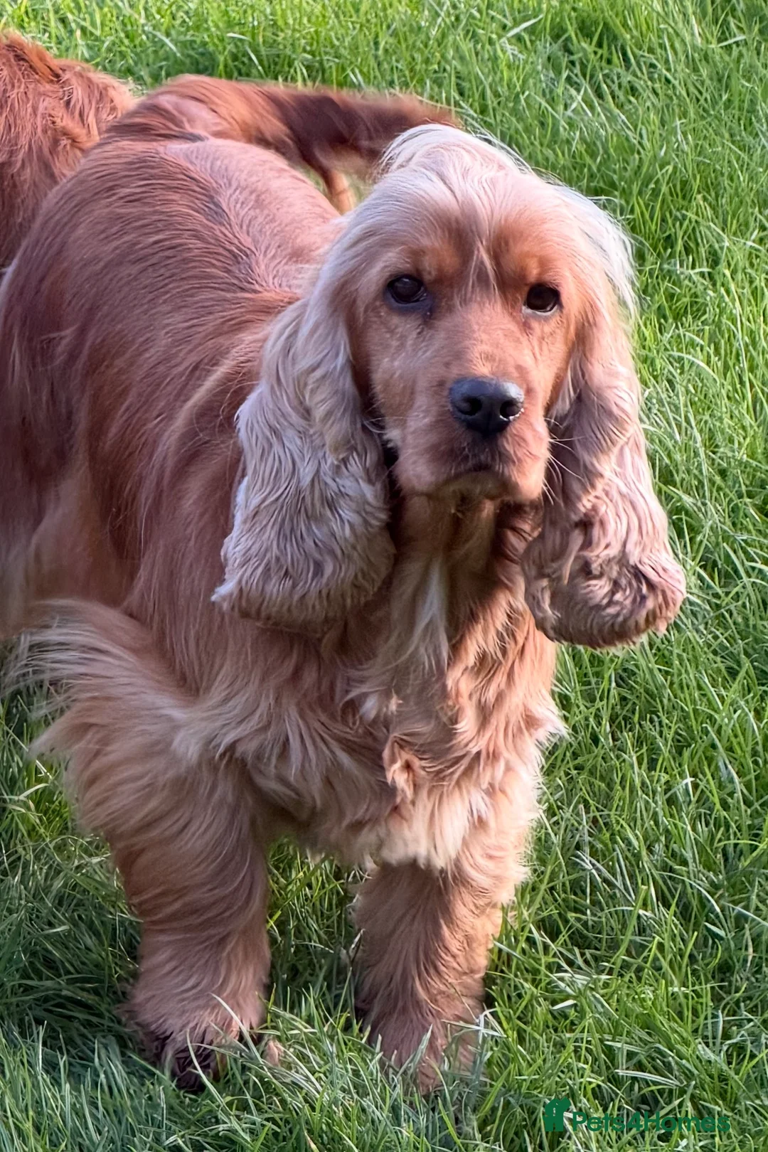 Cocker Spaniel dogs for sale: Retired and spade  - Advert 1
