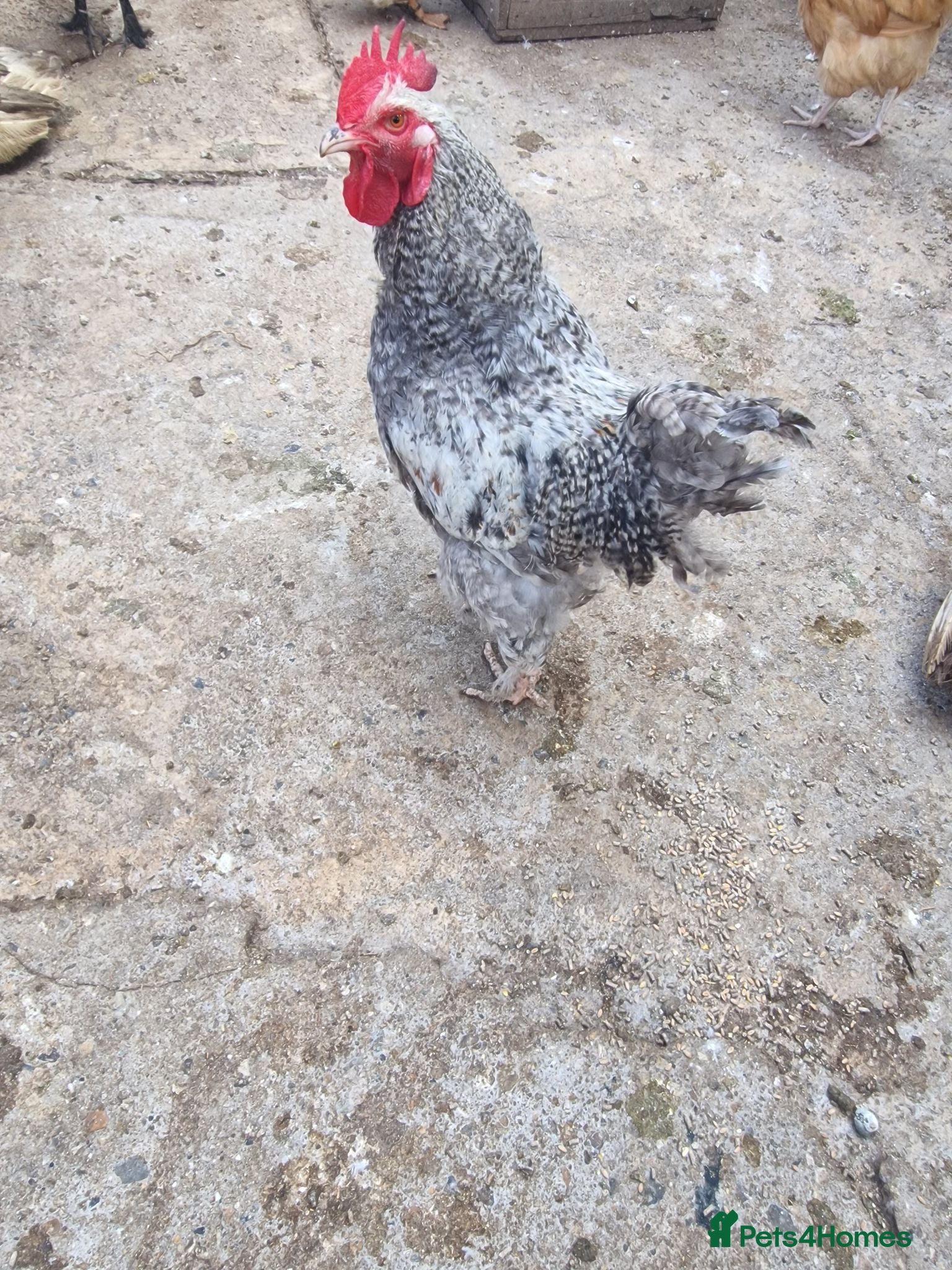 Mixed Breed poultry Stunning variety of hens cocks and drakes  - Advert 2