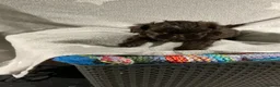 Shih Tzu dogs for sale: Imperial shin tzu - Advert 6