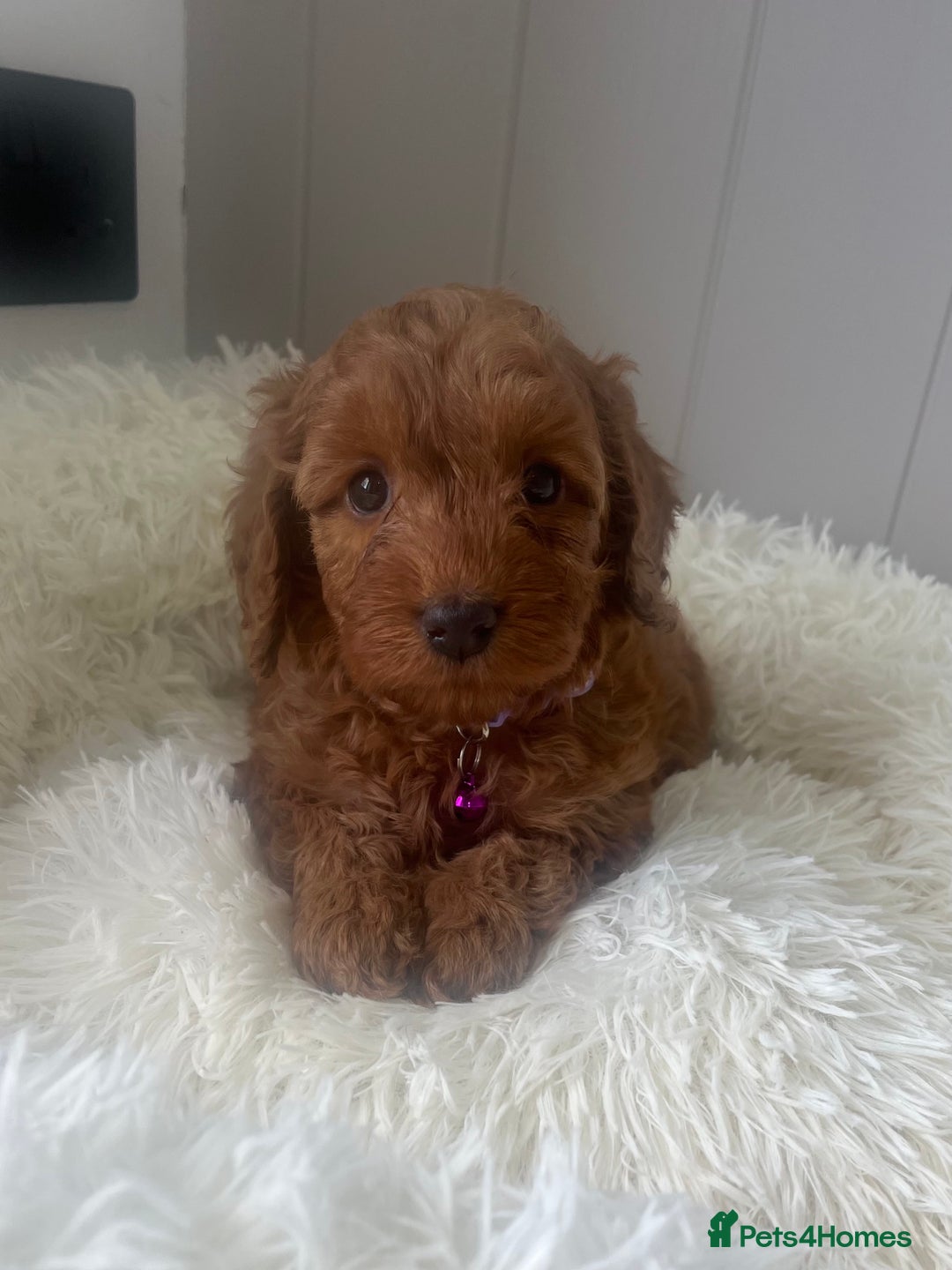 Cockapoo dogs for sale: Red Cockapoo Puppies - Image 5