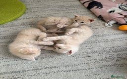 British Shorthair cats for sale: British Shorthair kittens  - Image 2