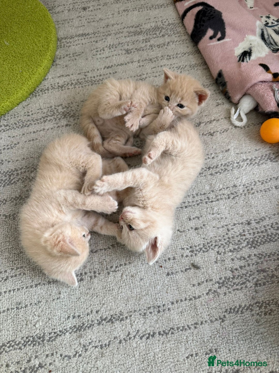 British Shorthair cats for sale: British Shorthair kittens  - Image 2