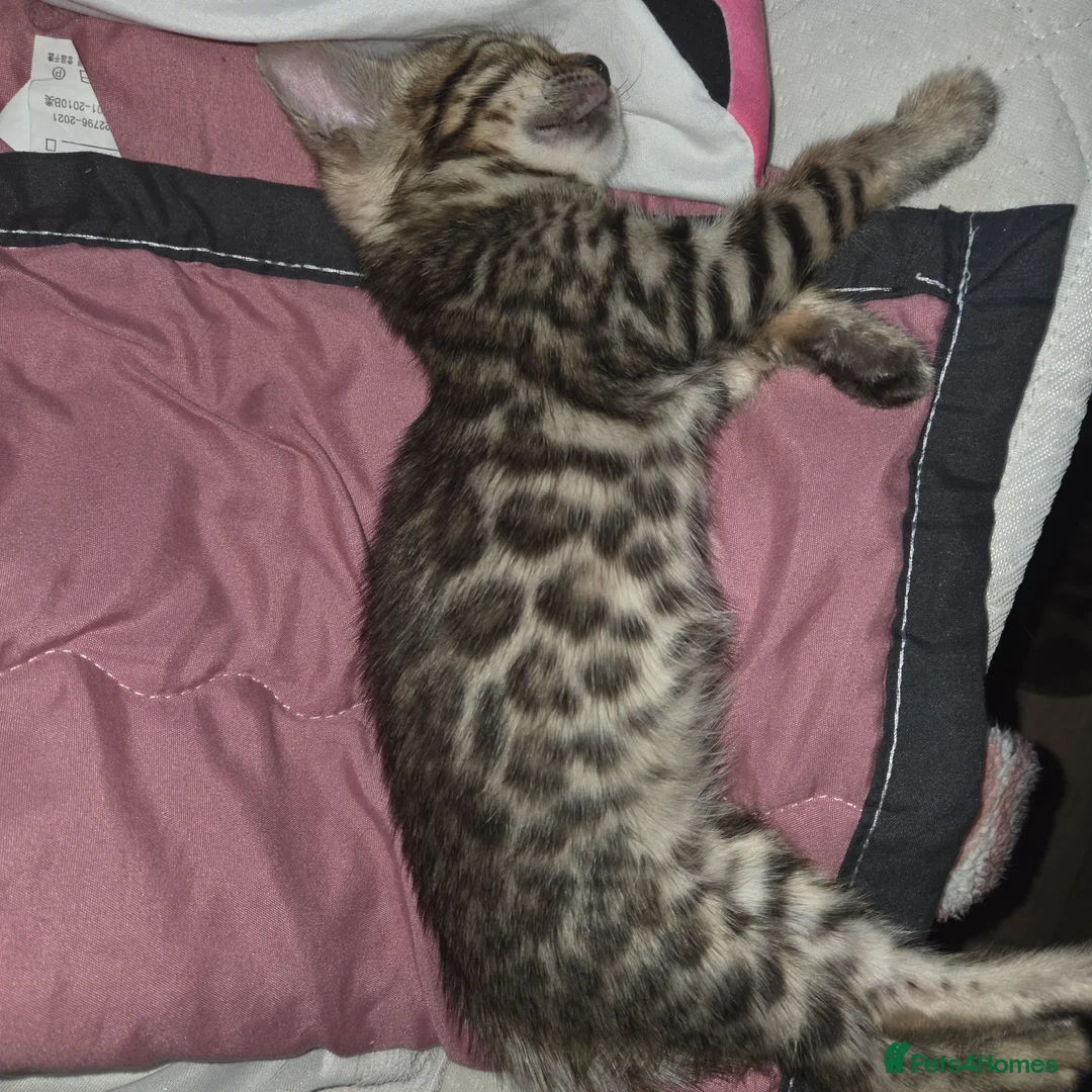 Bengal cats for sale: 5 gorgeous Bengal kittens - Advert 2