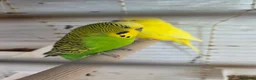 Budgerigars birds for sale: Budgies and guliden finch  - Advert 2
