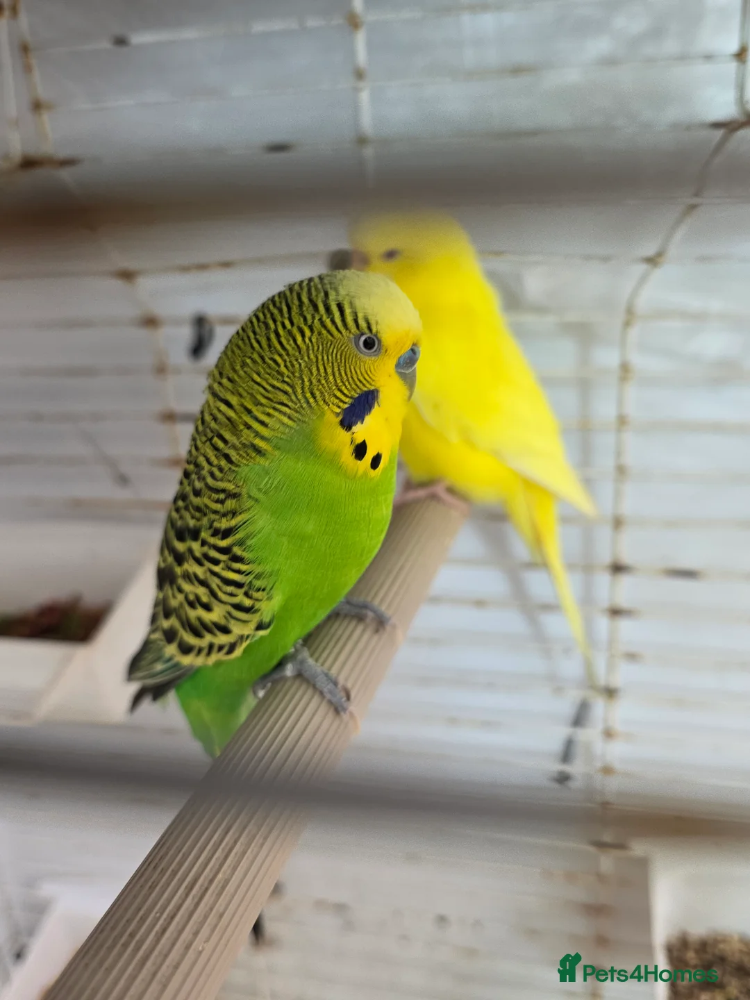 Budgerigars birds for sale: Budgies and guliden finch  - Advert 2