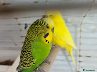 Budgerigars birds Budgies - Advert 13