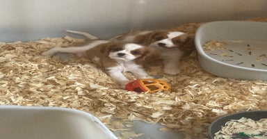 Cavalier King Charles Spaniel dogs in Carnforth - Advert 10