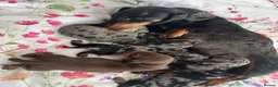 Miniature Dachshund dogs for sale: miniature dachshund  in Coventry - Advert 9
