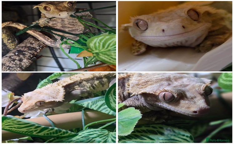 Gecko reptiles - Advert 9